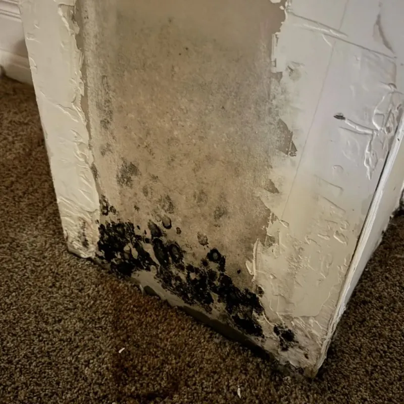 Professional Mold Removal in South Houston, TX